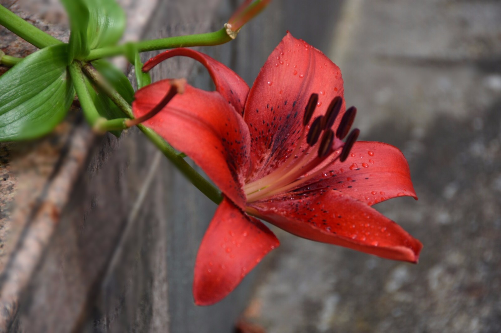 喜庆吉祥的红色百合花