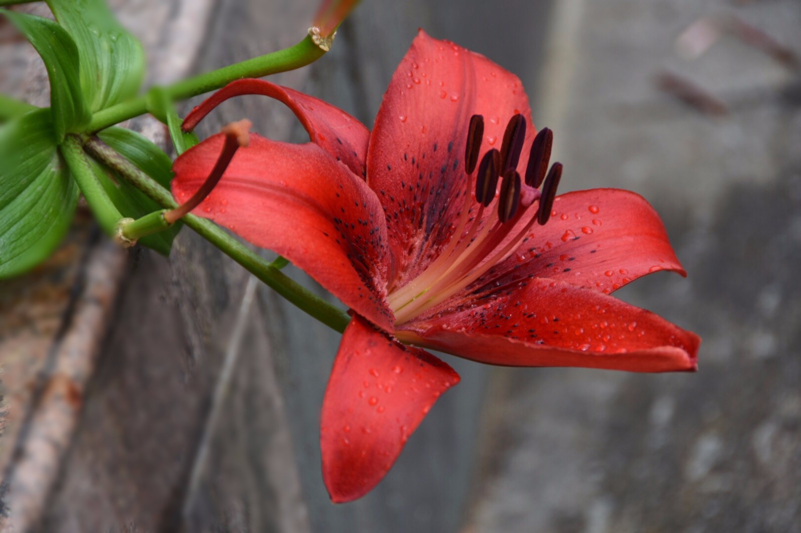 红色百合花品种图片