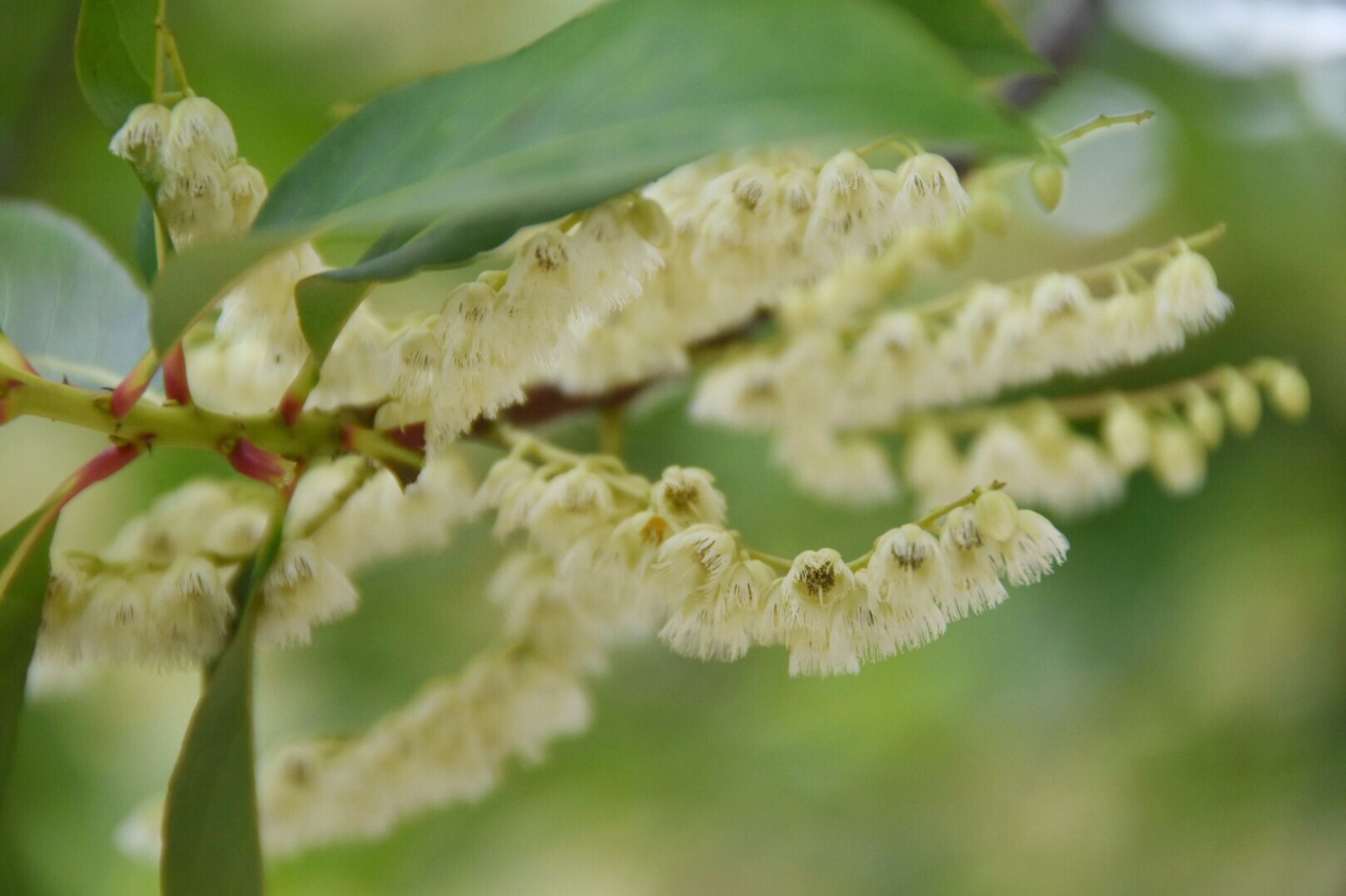 秃瓣杜英一种常见的常绿乔木总状花序生于无叶的前一年的枝上
