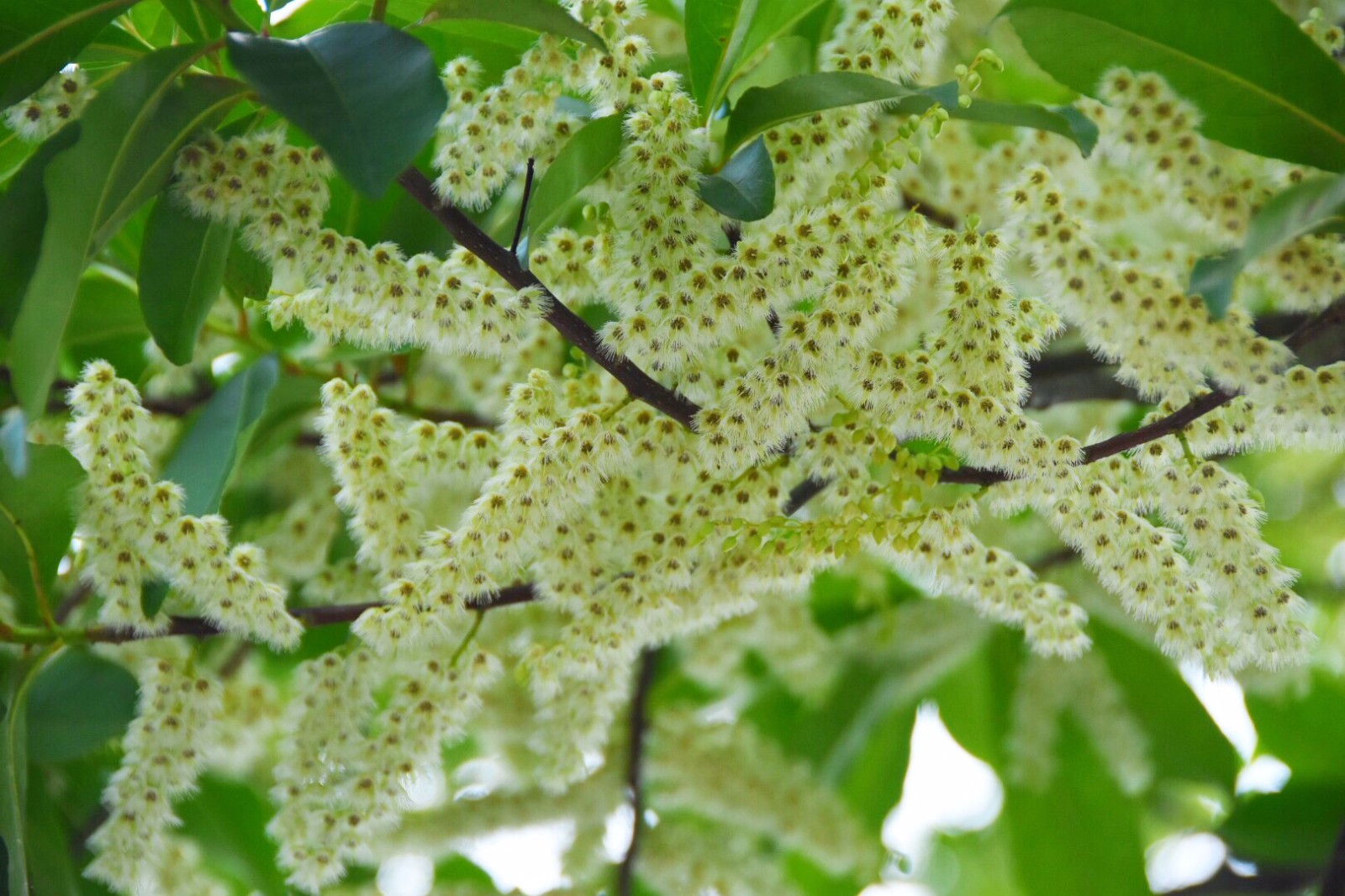 秃瓣杜英一种常见的常绿乔木总状花序生于无叶的前一年的枝上