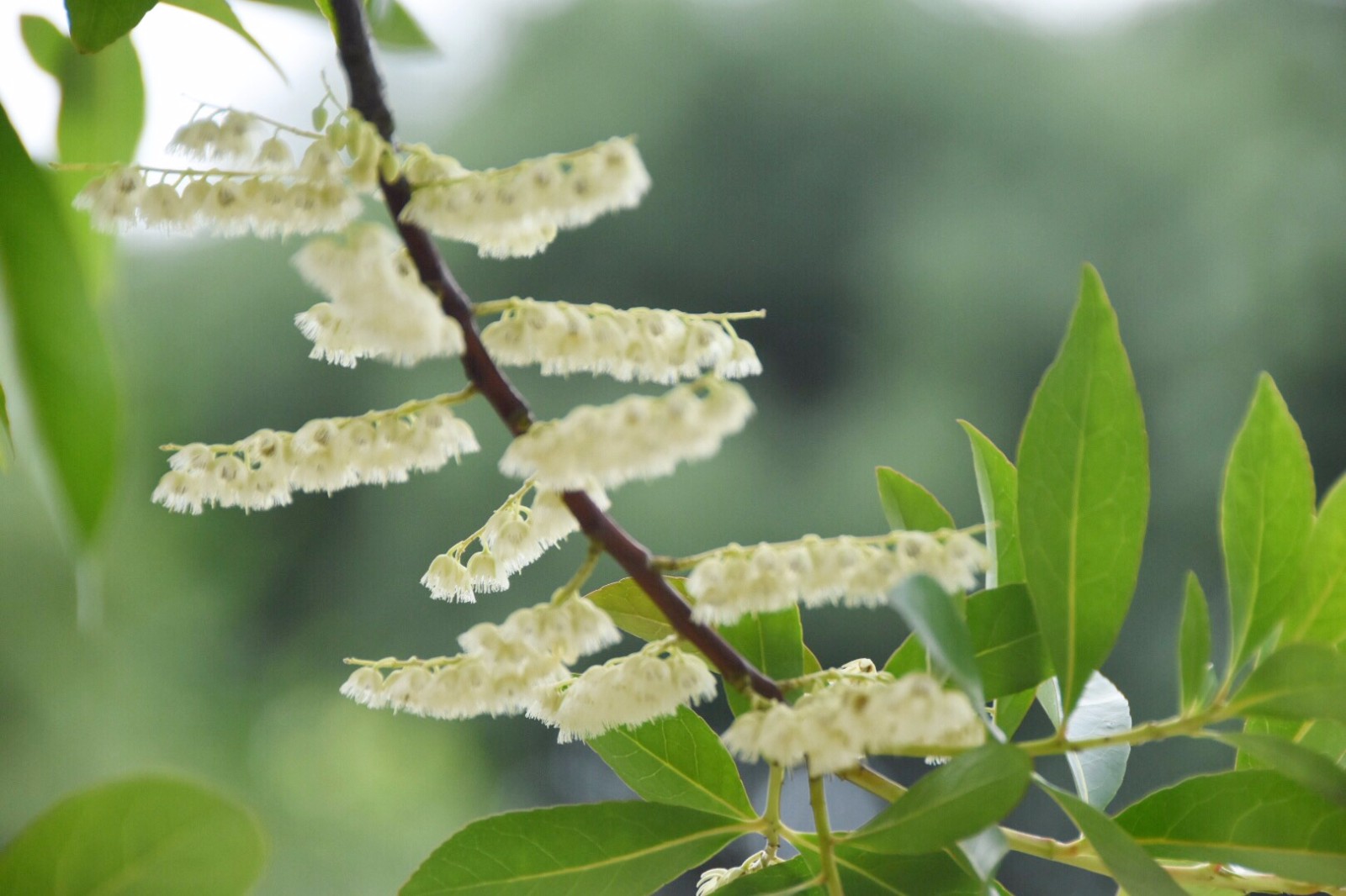 秃瓣杜英一种常见的常绿乔木总状花序生于无叶的前一年的枝上