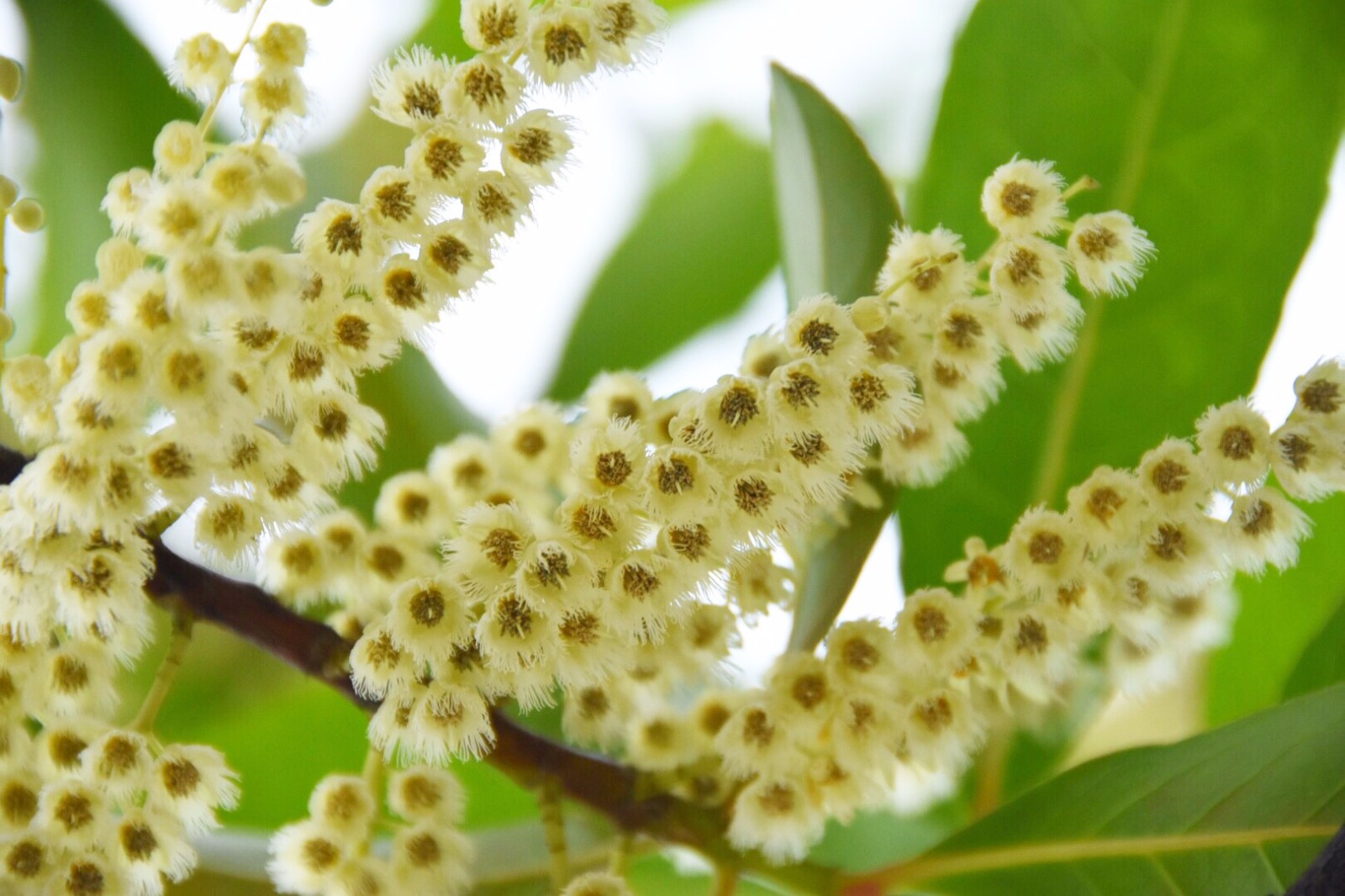 秃瓣杜英一种常见的常绿乔木总状花序生于无叶的前一年的枝上