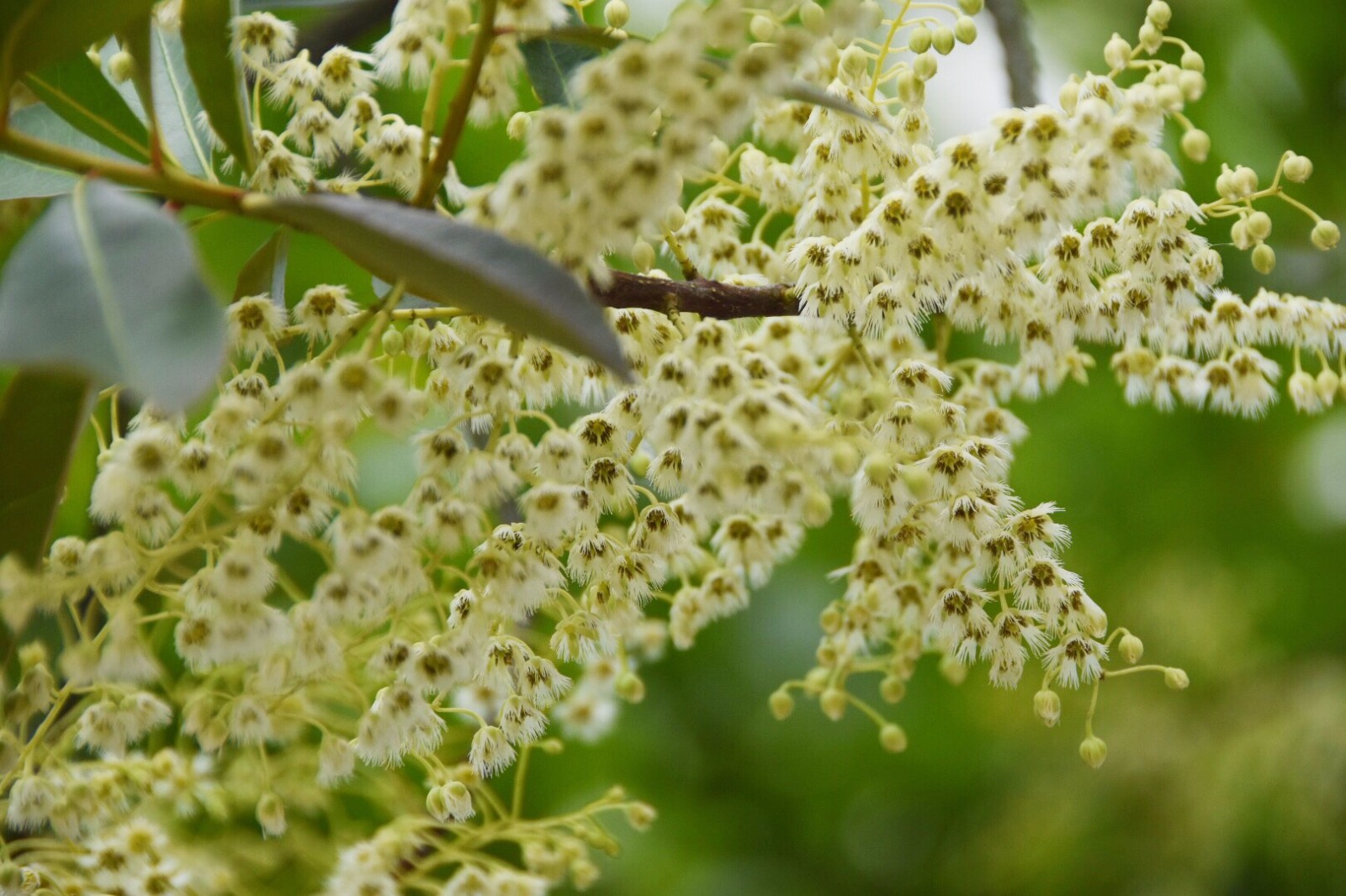 秃瓣杜英一种常见的常绿乔木总状花序生于无叶的前一年的枝上