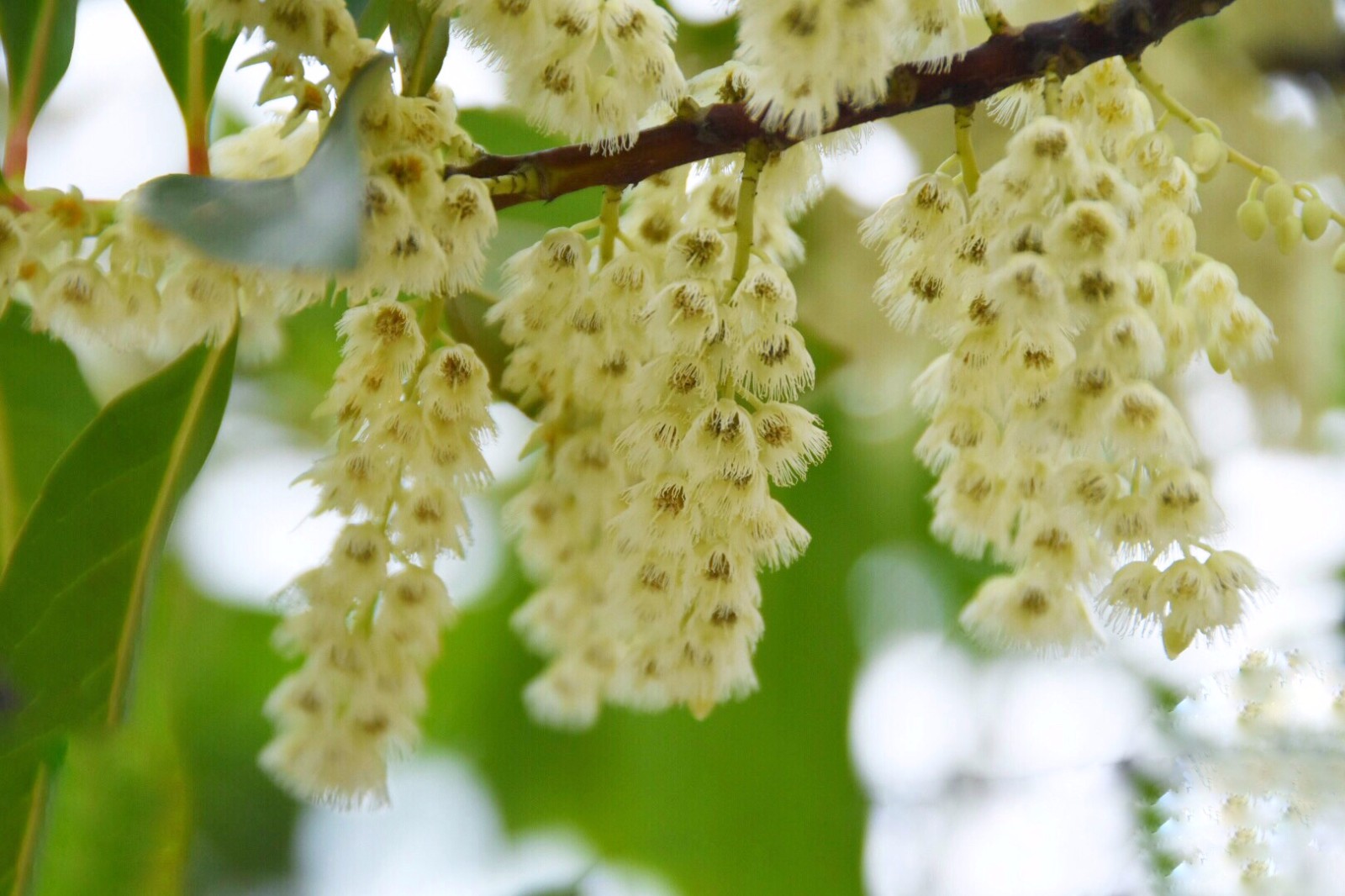 秃瓣杜英一种常见的常绿乔木总状花序生于无叶的前一年的枝上