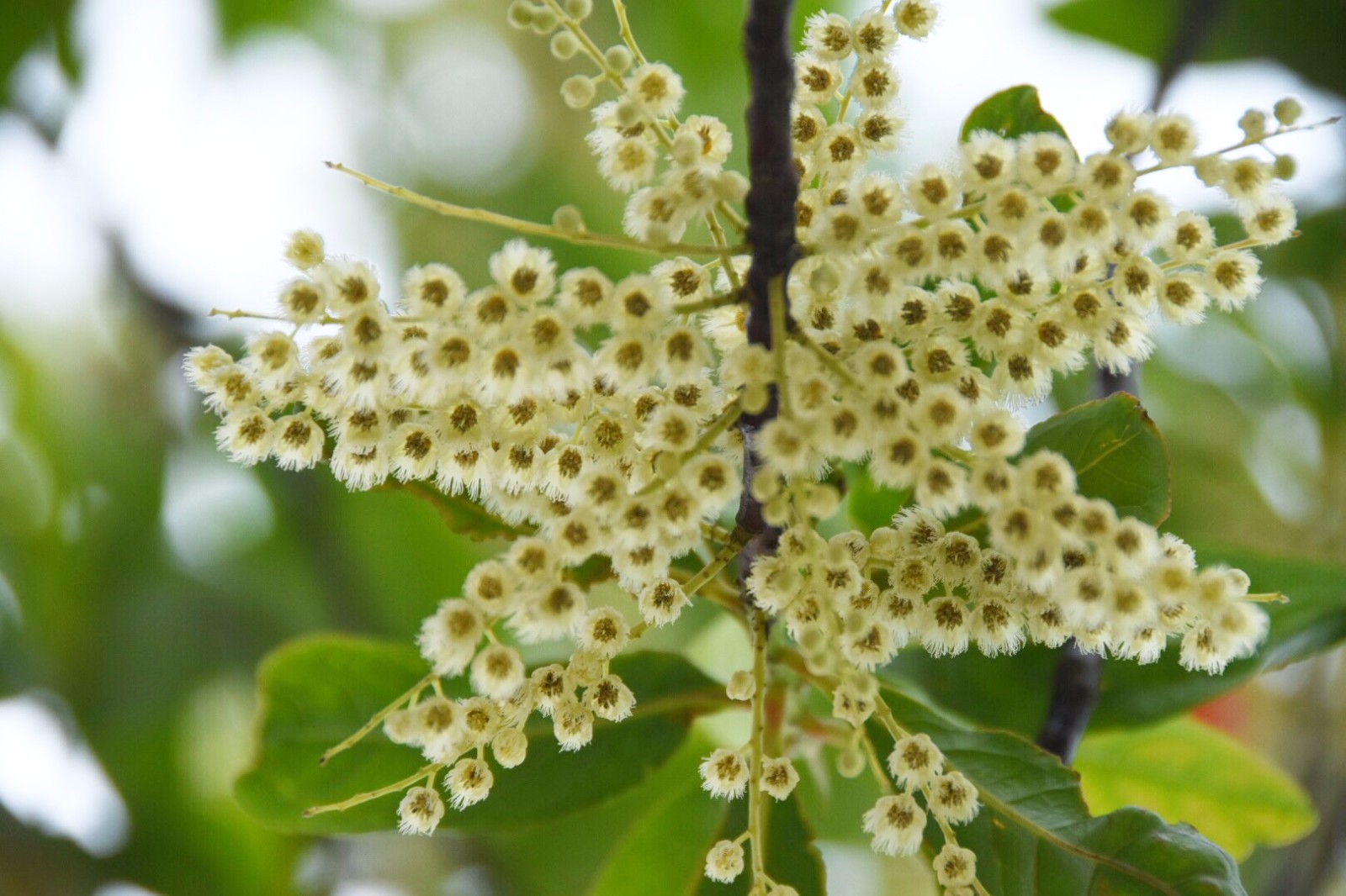 秃瓣杜英一种常见的常绿乔木总状花序生于无叶的前一年的枝上