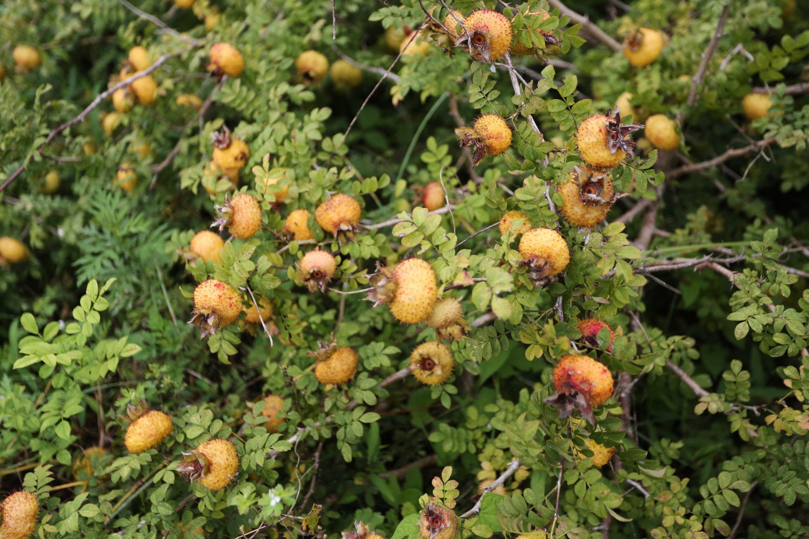 一棵树最多结千颗果,密生小肉刺"维c之王"藏身三都 涩却大补