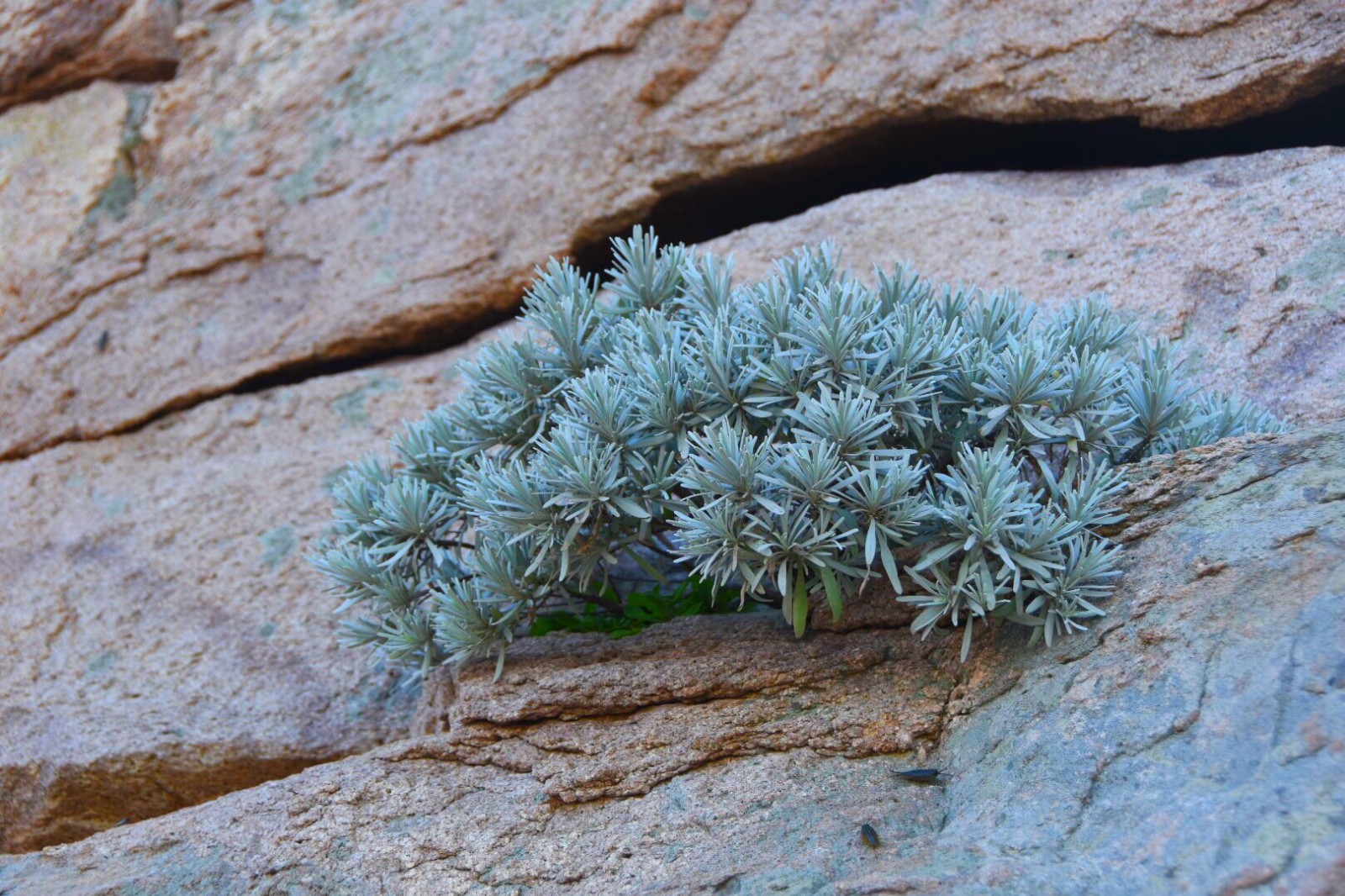 一种长在海边崖石上非常漂亮的草(原创首发)