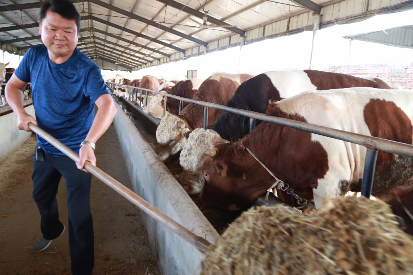 河南出现养牛达人,一头牛重2000斤,40户村民靠它脱贫致富