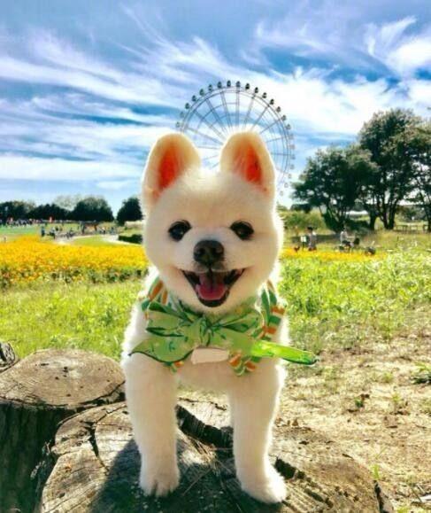 网红博美俊介昨日去世有多少人用过它的表情包