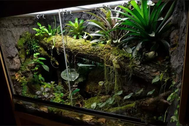 雨林缸造景:大美雨林,这很生态