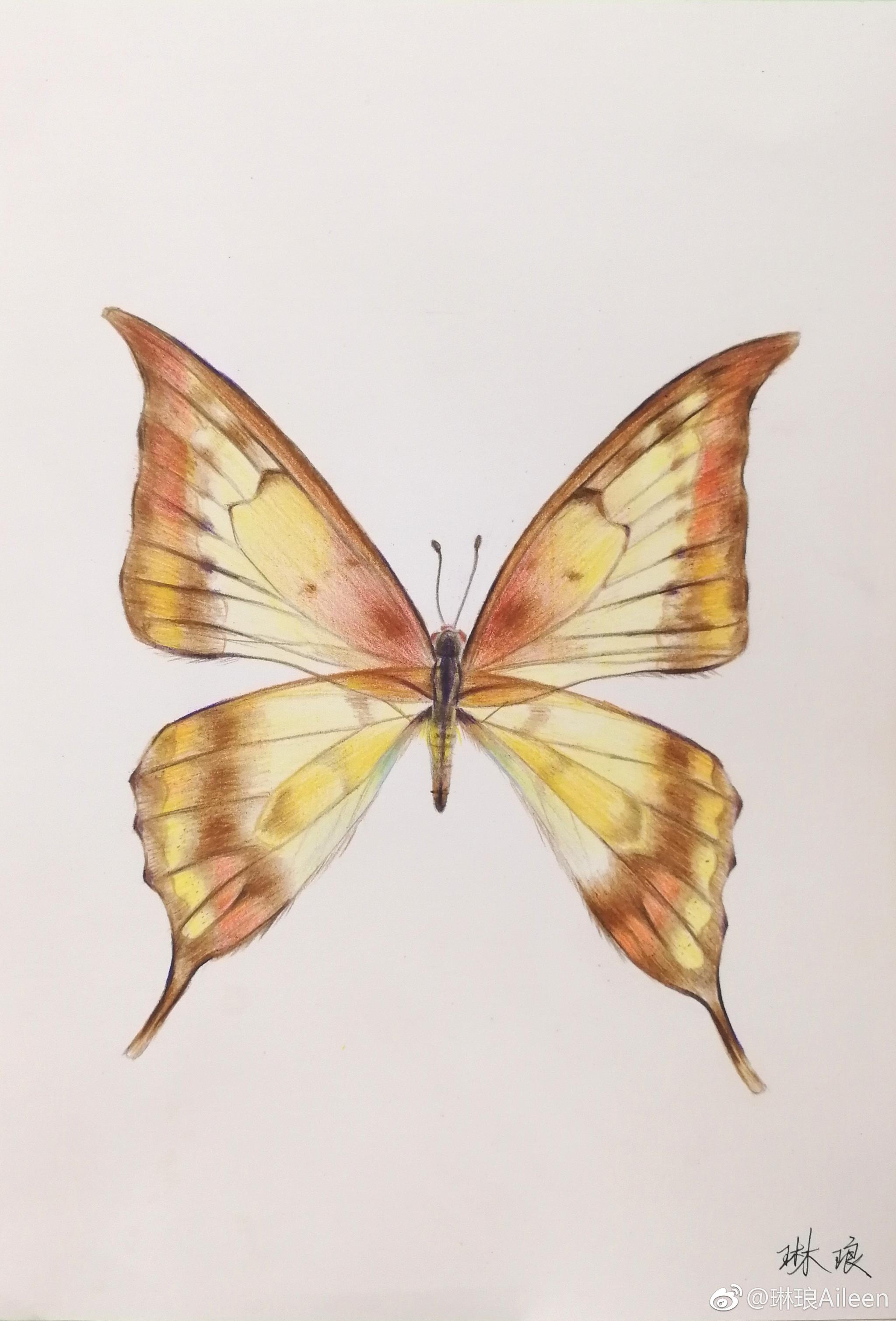 原创彩铅蝴蝶马可加白卡纸