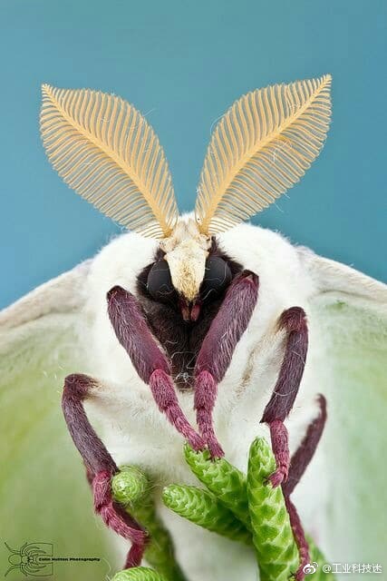 委内瑞拉毛狗蛾自然界颜值最高的动物之一你同意吗