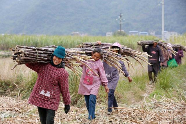 越南人来广西砍甘蔗,工资比在越南打工多几倍