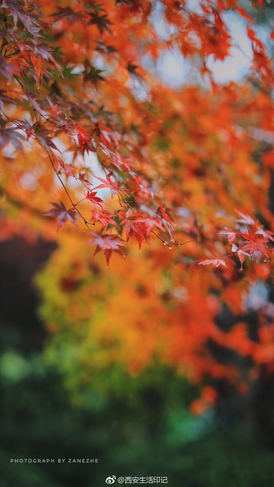 深秋独有的特色是幽静,凄婉和荒凉.西安秋天的枫叶是一首诗