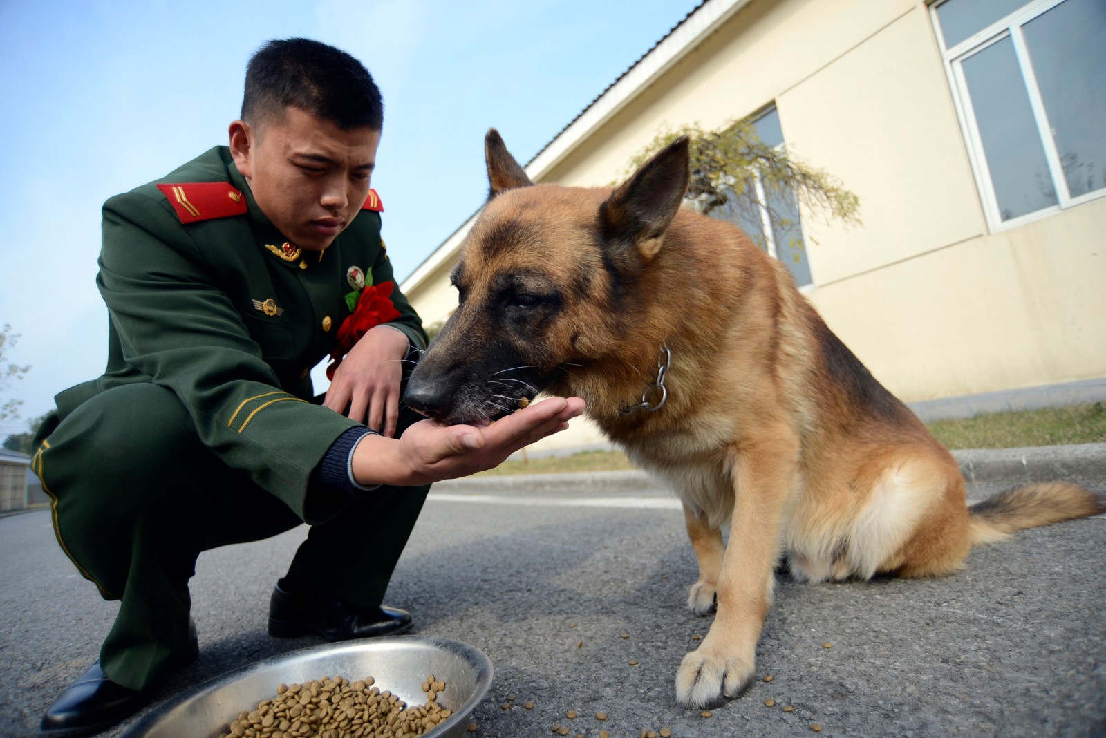 泪奔!警犬流泪告别战友 如情侣分离让人心碎