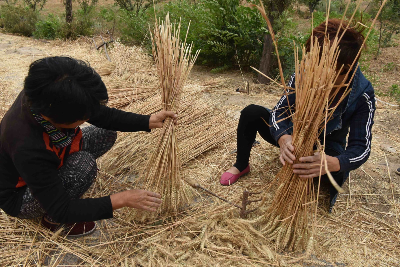 农村大妈收集麦秸秆,有妙用