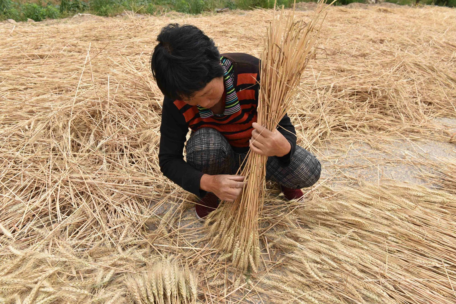 农村大妈收集麦秸秆,有妙用