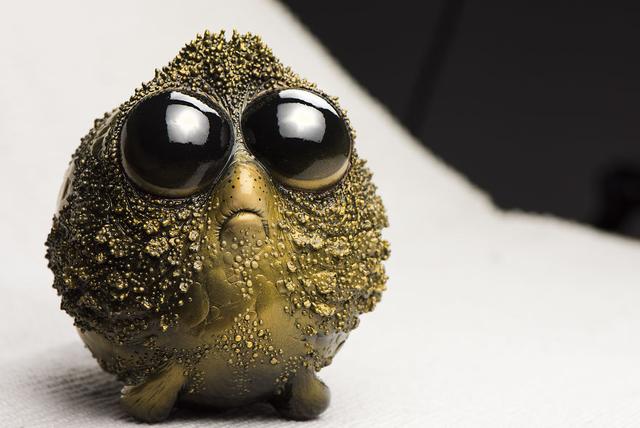 来看看这些可爱的海洋新物种吧