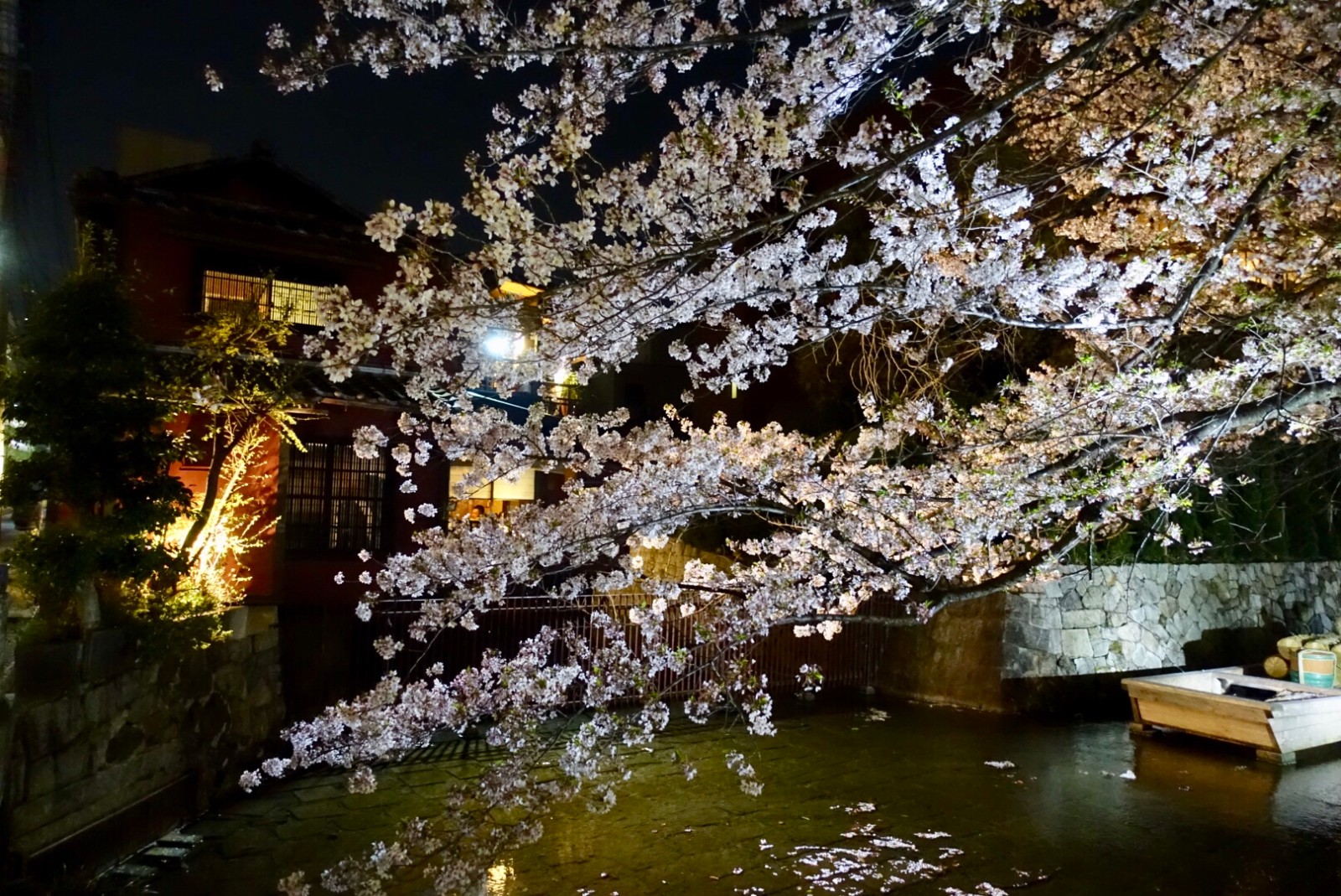樱花季京都夜樱从前不知道看樱花为什么一定要去日本
