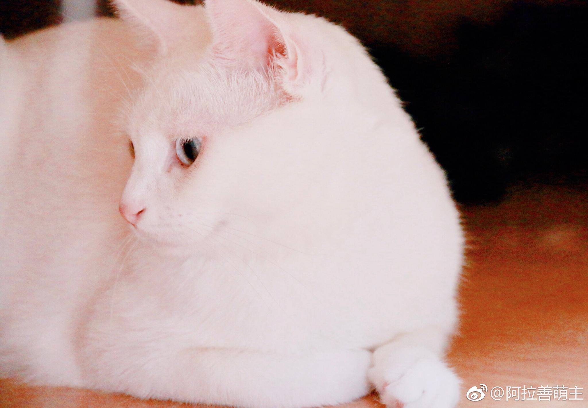 温柔不过三秒这就是你们的仙女奶糖猫长着一双会骗人的眼睛