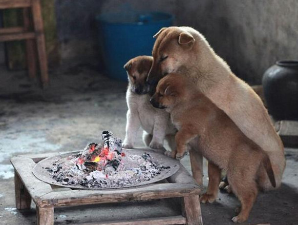 主人给狗狗烧柴火取暖,一瞬间就被围满!狗的表情看出一切!