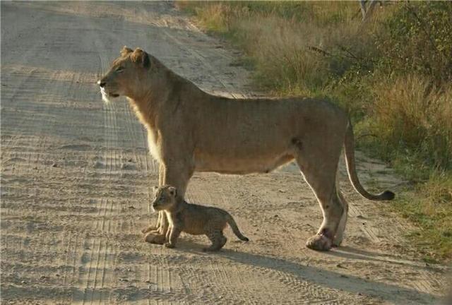 有一种带娃叫做狮子带娃,看完图片网友们都不厚道的笑了