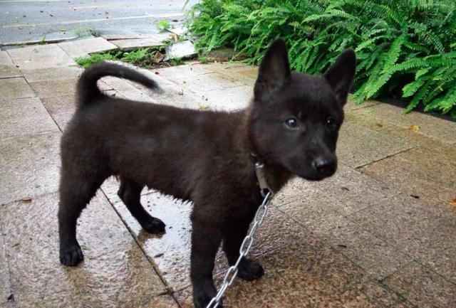 中华稀有小黑狗从小就被主人拴上大铁链挺可怜