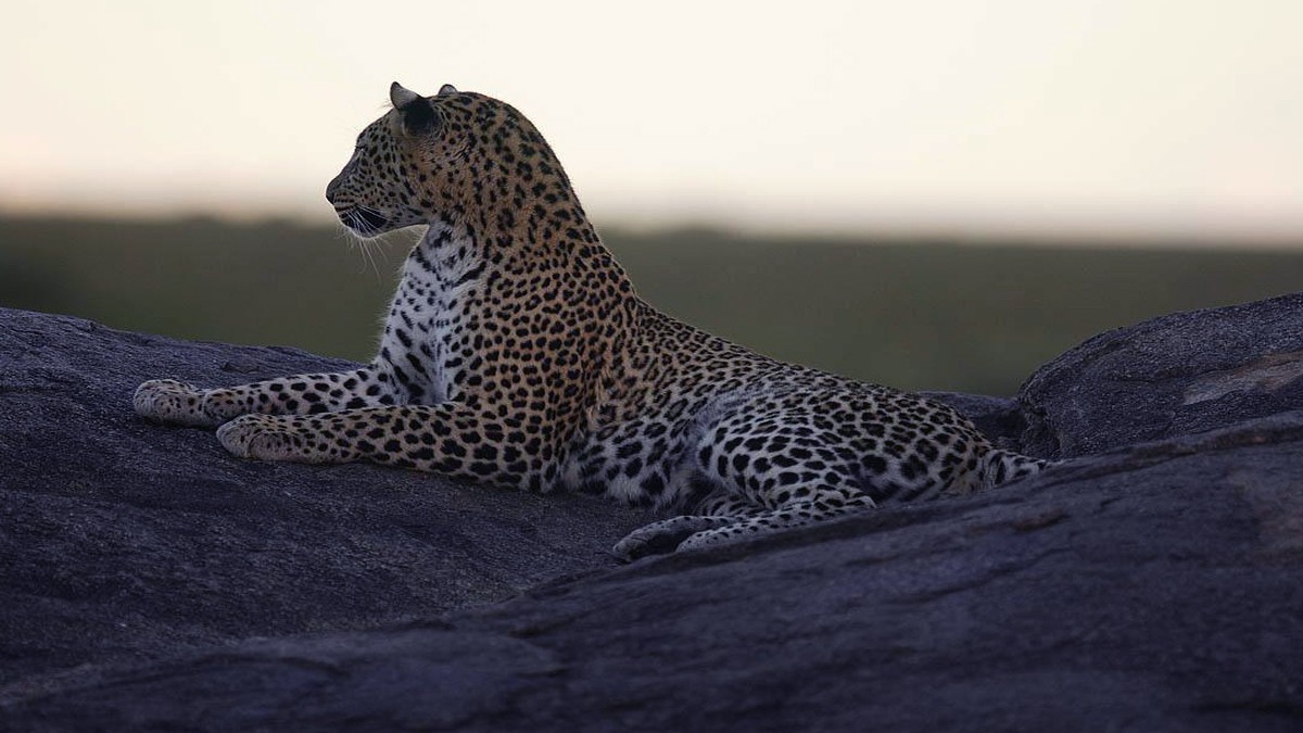 以雌狮的实力,能够完虐非洲草原上的独行侠花豹吗?
