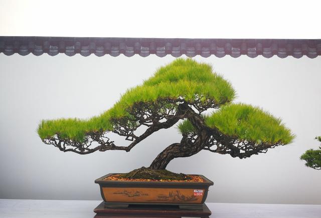 粤台南风盆景展(中)——松柏篇