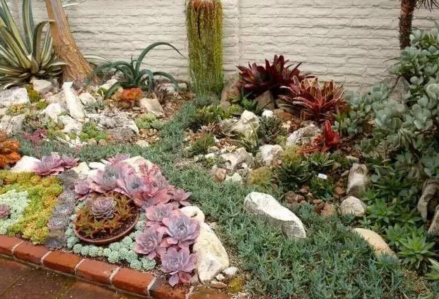 美爆了这可能是最全的多肉植物庭院景观让你心动不止一万次