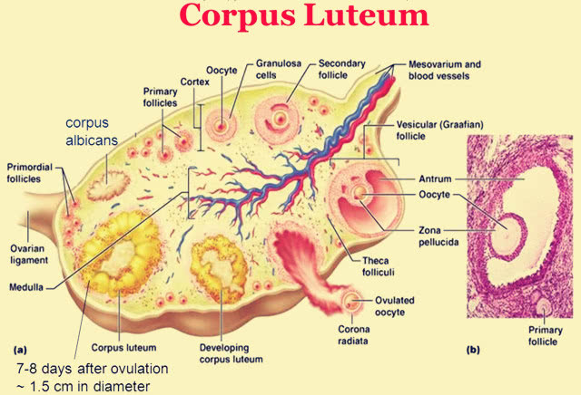 微头条有个新闻:长沙一名女子因在黄体期夜跑,剧烈运动导致右侧卵巢