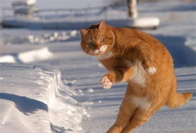 高手其实都在动物界会劈叉的松鼠你见过么