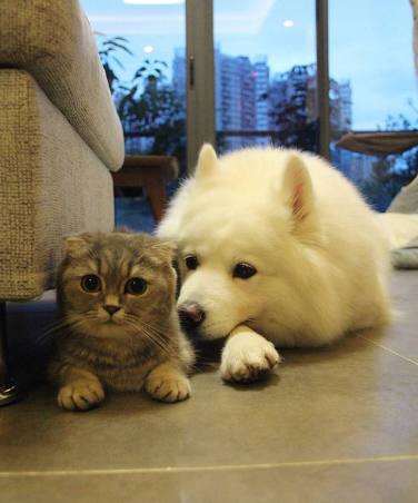 萨摩耶和猫咪偷吃西瓜猫咪小萨麻溜点嘴巴擦擦别露馅