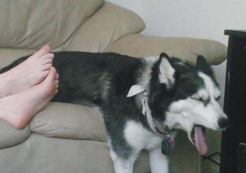 哈士奇闻了女主人的脚后表情太生动形象宝宝要窒息了