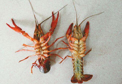 小龙虾怎么分辨公母