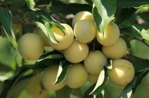 农村一种果子,城里人吃不到,在农村掉在地上却没人要