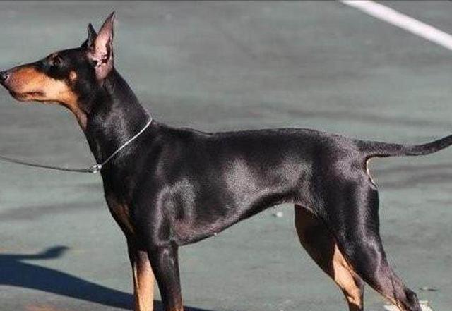 三颗星 特点:好战分子,主动惹事16第五名:吉娃娃戏称宇宙第一猛犬