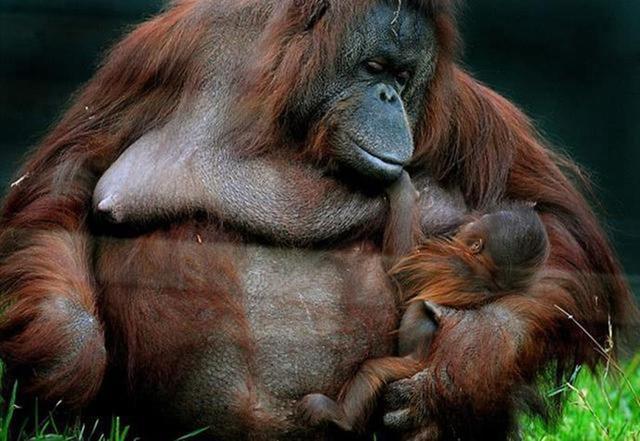 40岁母猩猩首次生孩子