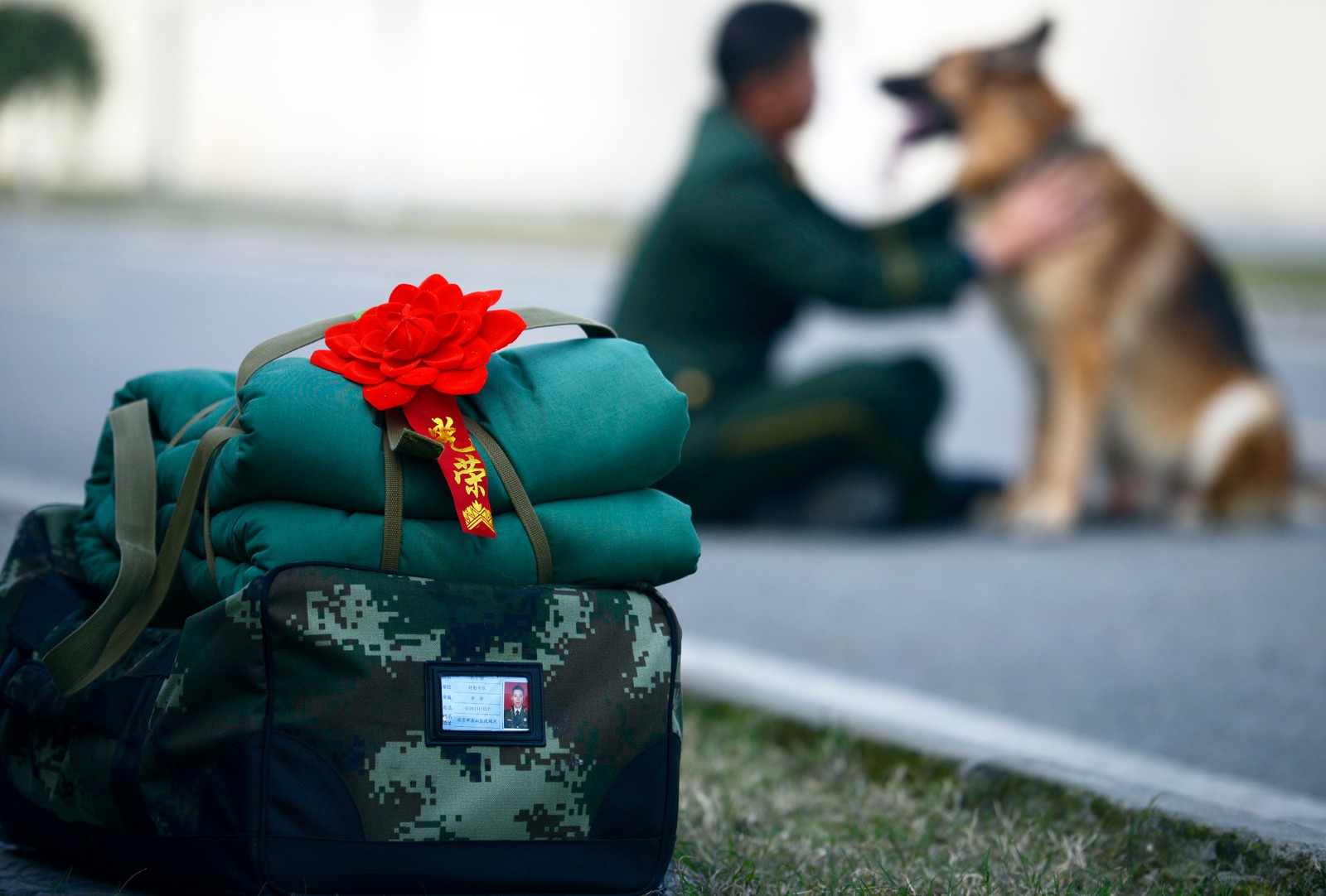 泪奔!警犬流泪告别战友 如情侣分离让人心碎