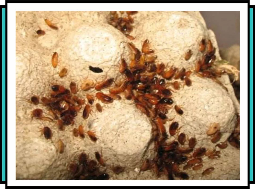 蟑螂|小强|蠊_新浪新闻