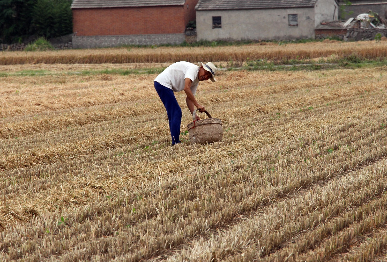 六旬老人拾麦穗一天弯腰近千次,收获却令人心酸