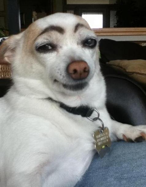 狗狗们雷人的变装照片,看完后笑喷了|狗狗|微笑|搞笑_新浪新闻