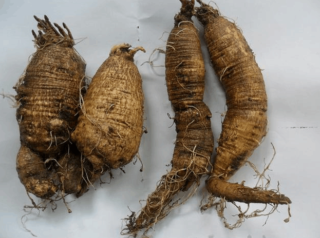 农村的一种山萝卜20年前是腊肉的配菜可如今比腊肉贵