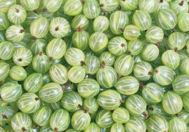 田边去找这种野果吃,吃不完还可以拿来当做子弹跟小伙伴互相"打仗"