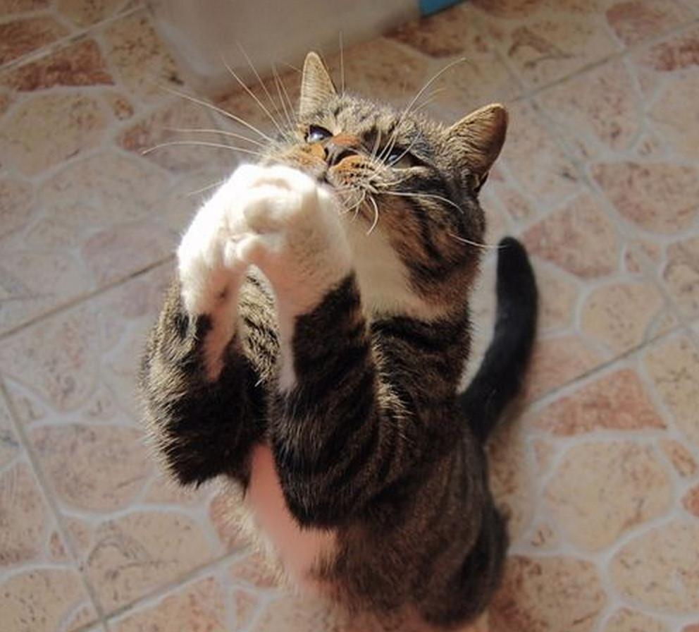 如何训练猫咪作揖这个动作?不用请人,三分钟简单自学