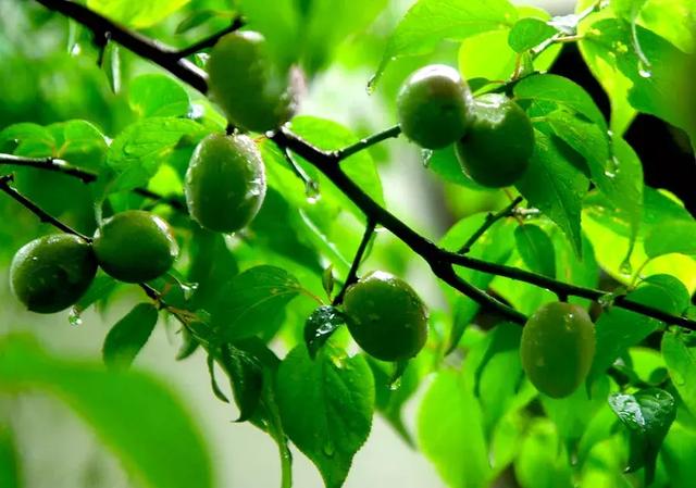 12首青梅古诗词——一半浓烈,一半风情!