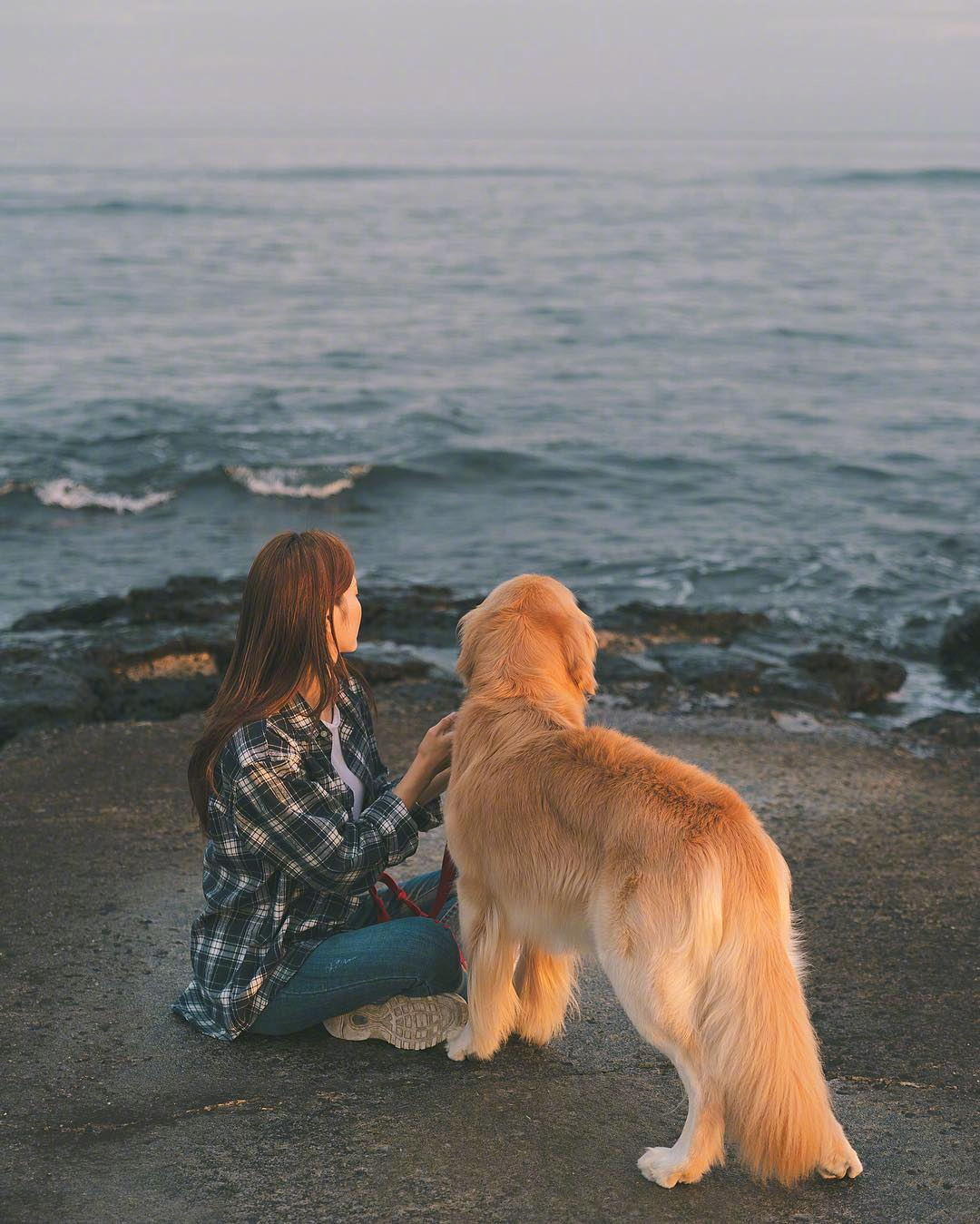 养一只大金毛,看着它笑着奔跑而来,大概是很多人的梦想吧.
