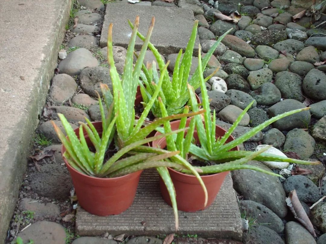 用芦荟消除鸡皮疙瘩的方法(用芦荟消除鸡皮疙瘩的方法是) 用芦荟消除鸡皮疙瘩的方法(用芦荟消除鸡皮疙瘩的方法是)
