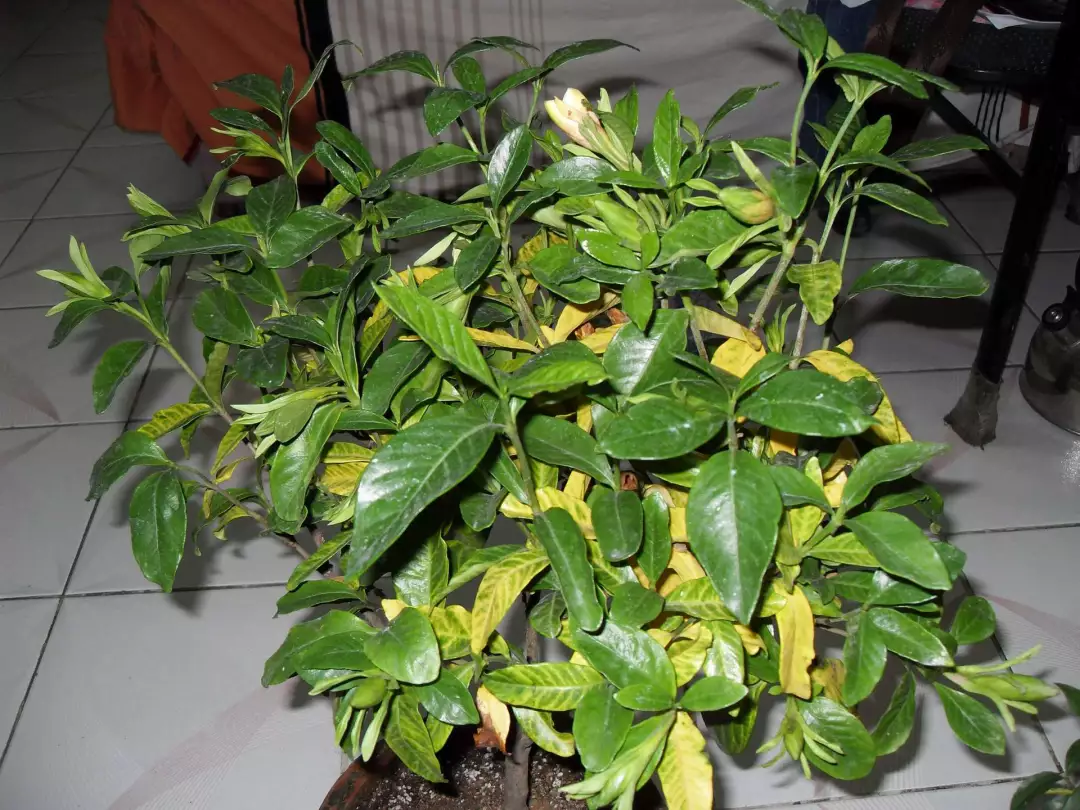 栀子|栀子花|黄叶_新浪新闻