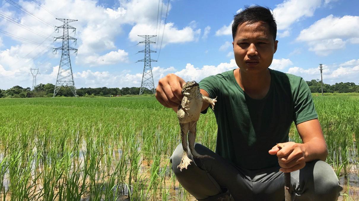 牛蛙好吃却不好抓,忙活了大半天才抓到两只,泡椒牛蛙太野味了